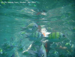 20090420 Phi Phi Island - Maya Bay- Koh Khai  159 of 182 